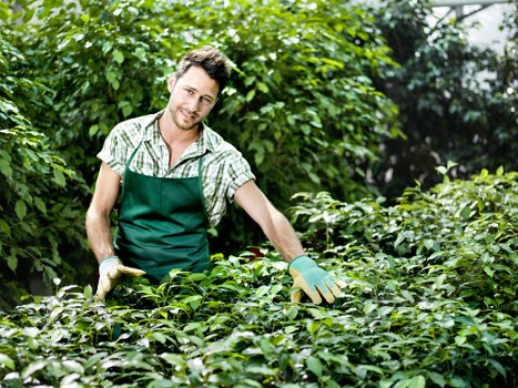 A male gardener in a green apron and plaid shirt is tending to a lush garden, surrounded by dense greenery, including various shrubs and leafy plants. He is standing amidst well-maintained, dense foliage, with a focus on the vibrant green leaves and healthy growth extending across a landscaped outdoor space, possibly located in Aldgate or nearby London. The garden features a mix of natural ground cover and neatly trimmed bushes, with a background that includes taller trees and a partially visible garden path or paved area. The scene is captured in natural daylight, suggesting a bright, possibly sunny day, highlighting the vibrancy of the plants and the overall inviting appearance of the outdoor environment. This image exemplifies professional gardening and landscaping activities typical of services offered in the Aldgate area, emphasizing plant health, garden structure, and outdoor care in a well-kept urban garden setting.